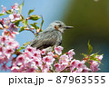 ヒヨドリ 87963555
