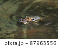 カエル 87963556