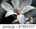 コブシの花 87963557