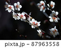 梅の花 87963558