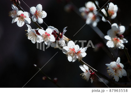 梅の花 87963558