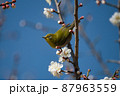梅にメジロ 87963559