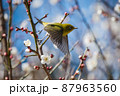 梅にメジロ 87963560