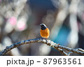 渡り鳥（ジョウビタキ） 87963561