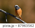 渡り鳥（ジョウビタキ） 87963562