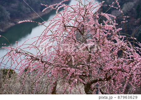 月ヶ瀬梅林・展望台から見下ろすしだれ梅 月ヶ瀬梅林・展望台から見下ろすしだれ梅 87963629
