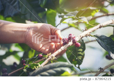 Man Hands harvest coffee bean ripe Red berries plant fresh seed coffee tree growth in green eco organic farm. Close up hands harvest red ripe coffee seed robusta arabica berry harvesting coffee farm Man Hands harvest coffee bean ripe Red berries plant fresh seed coffee tree growth in green eco organic farm. Close up hands harvest red ripe coffee seed robusta arabica berry harvesting coffee farm 87964215