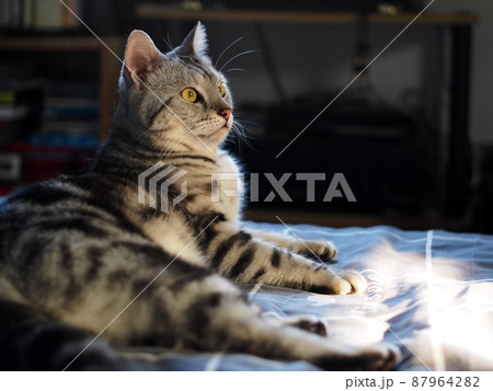 cute young handsome AMERICAN SHORT HAIR breed kitty grey and black stripes home cat portraits relaxing in a bedroom with blur indoor environment background. cute young handsome AMERICAN SHORT HAIR breed kitty grey and black stripes home cat portraits relaxing in a bedroom with blur indoor environment background. 87964282