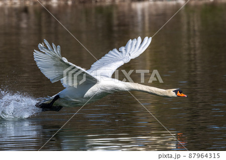 Mute swan, Cygnus olor flying over a lake in the English Garden in Munich, Germany 87964315