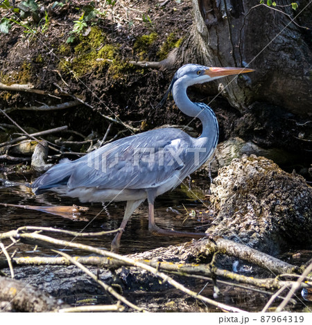 Grey heron, Ardea cinerea, a massive gray bird wading through a flat lake searching for fish Grey heron, Ardea cinerea, a massive gray bird wading through a flat lake searching for fish 87964319