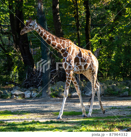 The giraffe, Giraffa camelopardalis is an African mammal The giraffe, Giraffa camelopardalis is an African mammal 87964332