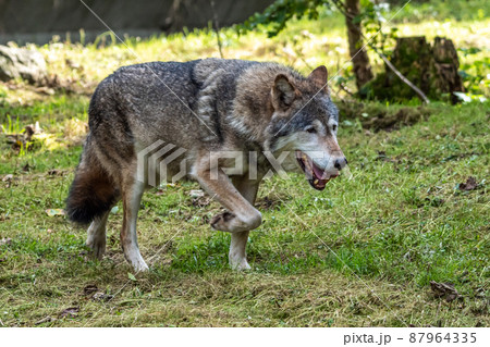 European Grey Wolf, Canis lupus in a german park European Grey Wolf, Canis lupus in a german park 87964335