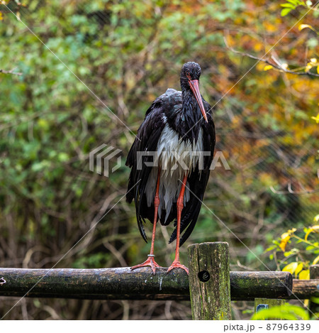 Black stork, Ciconia nigra in a german nature park Black stork, Ciconia nigra in a german nature park 87964339