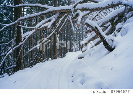雪降る冬の地獄谷 87964677