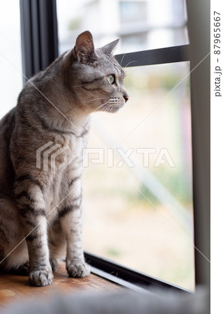 外を眺める猫　サバトラ猫 87965667