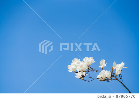 青空に白が際立つ白木蓮の花 87965770
