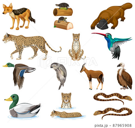 Different kinds of animals collection 87965908