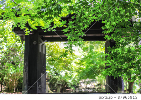 夏の秋月城址・黒門 87965915