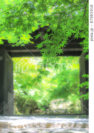 夏の秋月城址・黒門 87965916