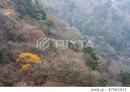 ミタライ渓谷弥山登山道晩秋風景-2 87965922