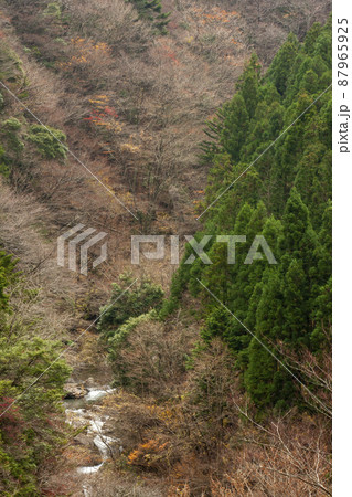 ミタライ渓谷弥山登山道晩秋風景-5 87965925