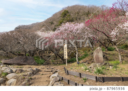 湯河原梅林　幕山公園 87965936