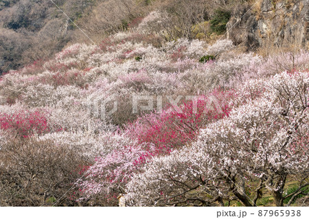湯河原梅林 幕山公園 湯河原梅林 幕山公園 87965938