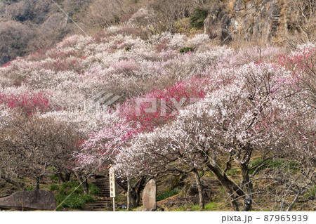 湯河原梅林　幕山公園 87965939