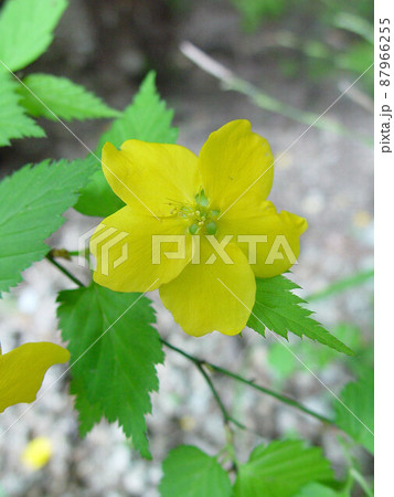 山野草 87966255