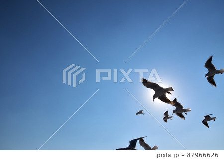 青空とカモメ 静岡 青空とカモメ 静岡 87966626