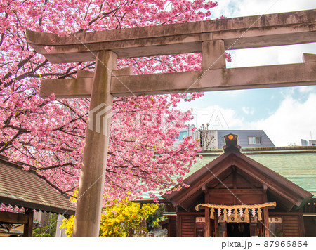蔵前神社の春の花風景　桜　ミモザ 87966864