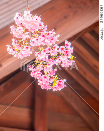 蔵前神社の春の花風景　桜　ミモザ 87966867