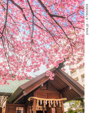 蔵前神社の春の花風景 桜 ミモザ 蔵前神社の春の花風景 桜 ミモザ 87966868