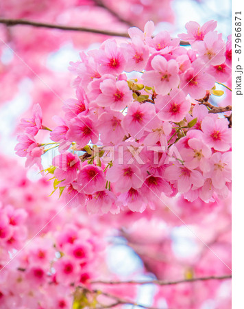蔵前神社の春の花風景　桜　ミモザ 87966871