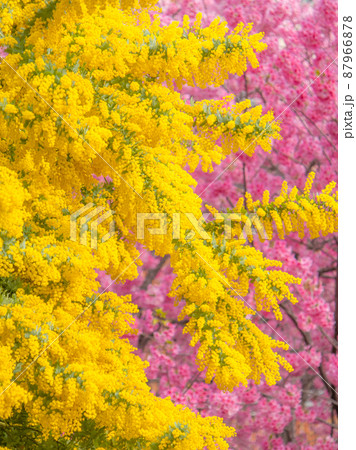 蔵前神社の春の花風景 桜 ミモザ 蔵前神社の春の花風景 桜 ミモザ 87966878