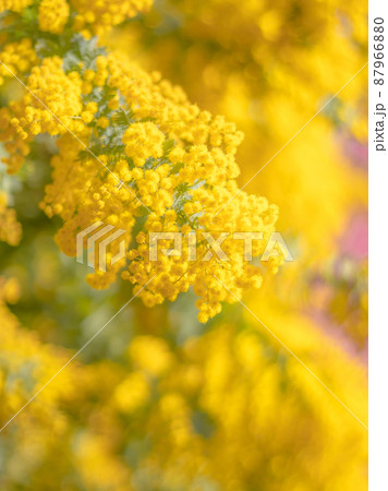 蔵前神社の春の花風景　桜　ミモザ 87966880