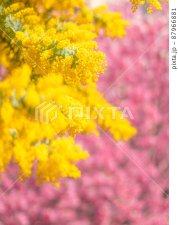 蔵前神社の春の花風景 桜 ミモザ 蔵前神社の春の花風景 桜 ミモザ 87966881