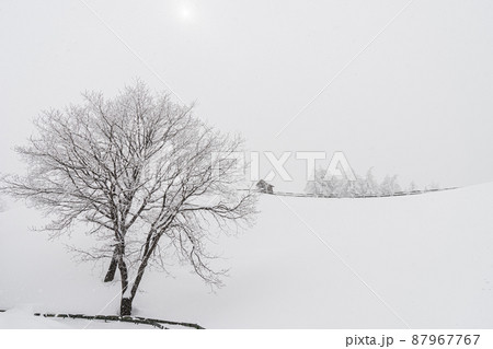 大関嶺 羊牧場 雪景色 87967767