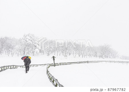 大関嶺 羊牧場 雪景色 87967782
