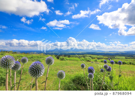 ヒゴタイ ヒゴタイ 87968094