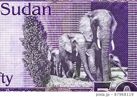Elephants from South Sudanese pound 87968119