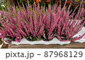 Close-up pink blooming heather pots, top view. 87968129