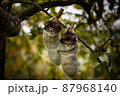 Two grey siberian kitten hanging on a tree in woolen socks. 87968140