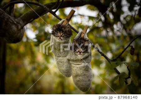 Two grey siberian kitten hanging on a tree in woolen socks. Two grey siberian kitten hanging on a tree in woolen socks. 87968140