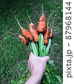 Hand holding a bunch of fresh dirty carrots  87968144