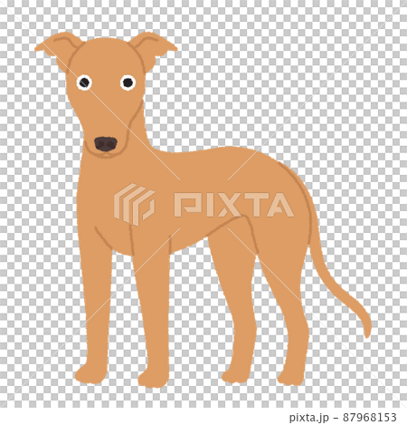グレイハウンドの犬イラスト 87968153