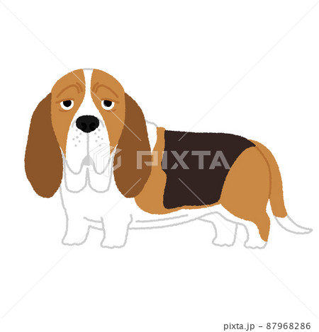 バセットハウンドの犬イラスト バセットハウンドの犬イラスト 87968286