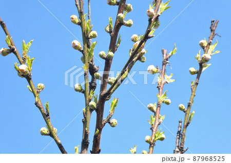 私はあなたのとりこ 87968525