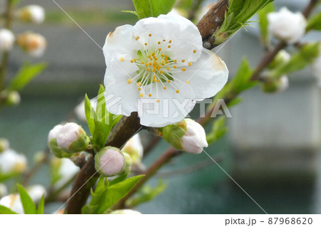 桃の花 87968620