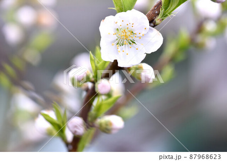 桃の花 87968623